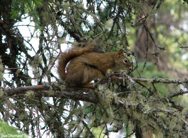 Squirrel at Tatchun Lake, Yukon