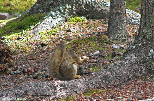 Squirrel at Tatchun Lake, Yukon