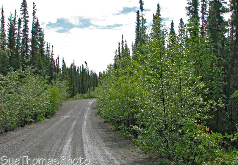Road between Tatchun and Frenchman Lakes, Yukon
