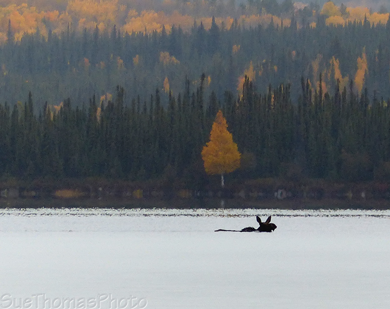 Moose swimming