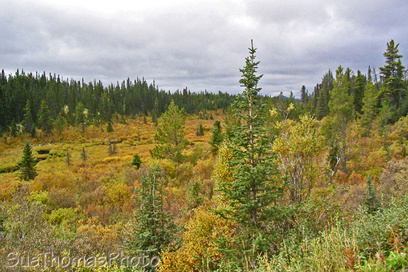 Marsh along the South Canol Road, Yukon