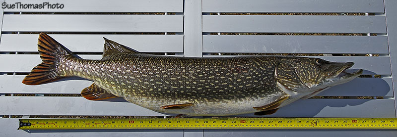 Northern Pike 37 inches long caught by Steve Thomas