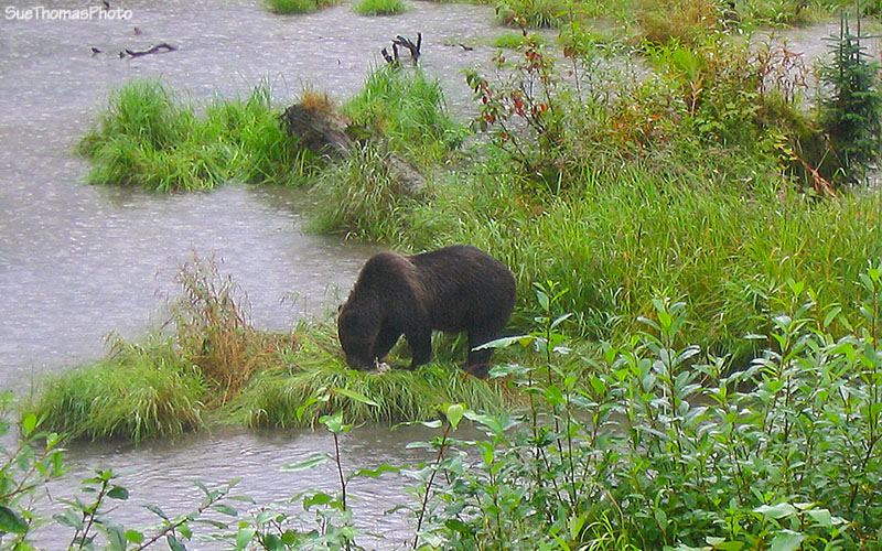 Grizzly at Fish Creek near Hyder Alaska