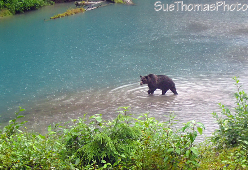 Grizzly at Fish Creek near Hyder AK