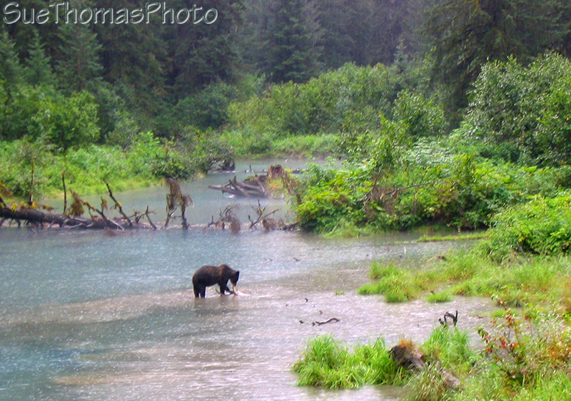 Grizzly at Fish Creek near Hyder Alaska