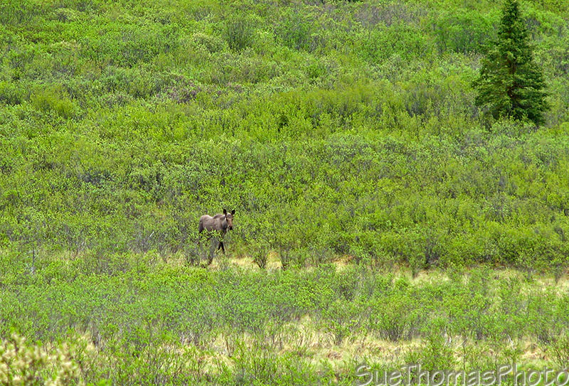 Moose south of Dease Lake, BC