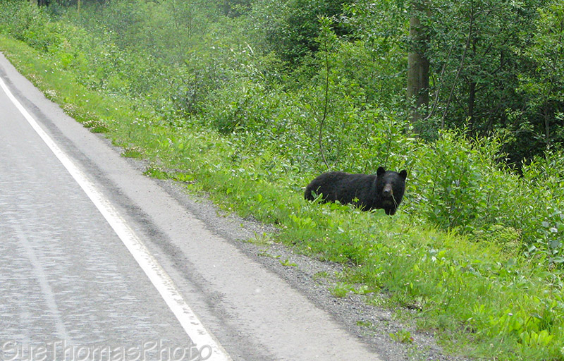 Black Bear
