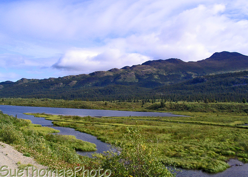 View of Gnat Lake area