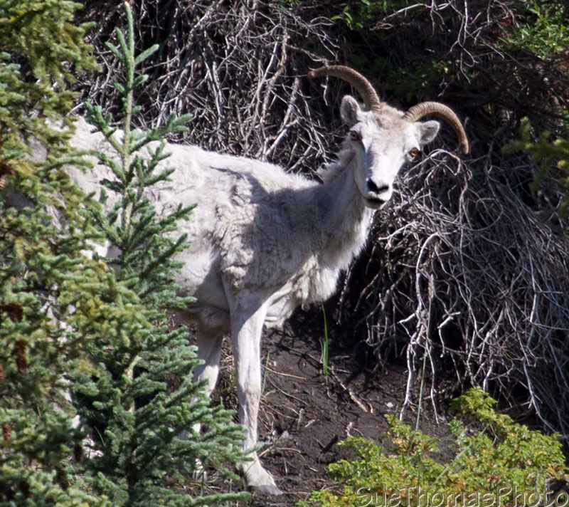Dall Sheep looking at me