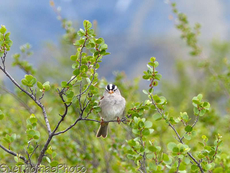 Chipping Sparrow