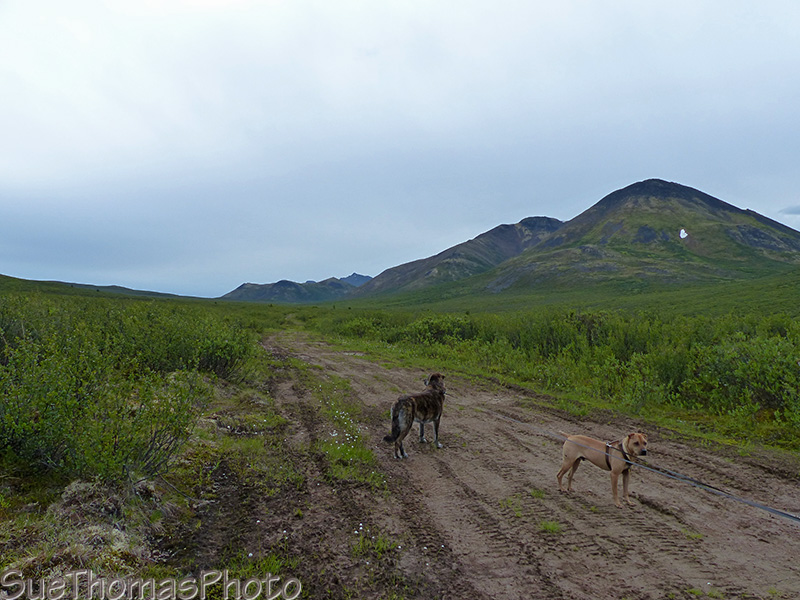 dogs on the hart winter road