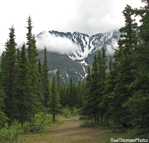 Start of Cottonwood Trail, Kathleen Lake, Kluane