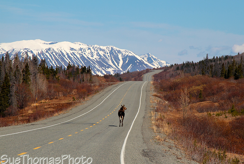 Haines Road Moose