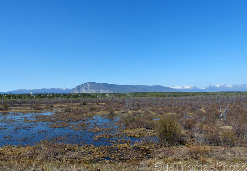 Near Haines Junction