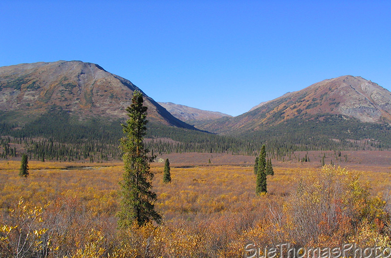 Fall colours on the Nahanni Range Road in Yukon