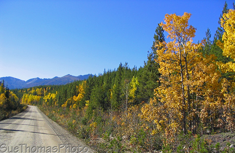 Fall colours on the Nahanni Range Road in Yukon