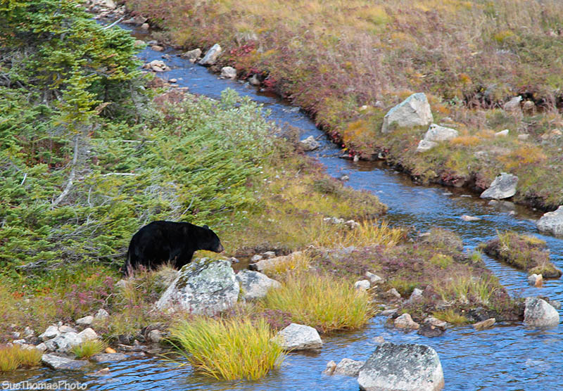 South Klondike Highway, Yukon and Alaska