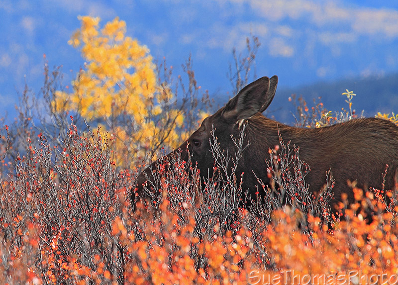 Top of the World Highway in Yukon