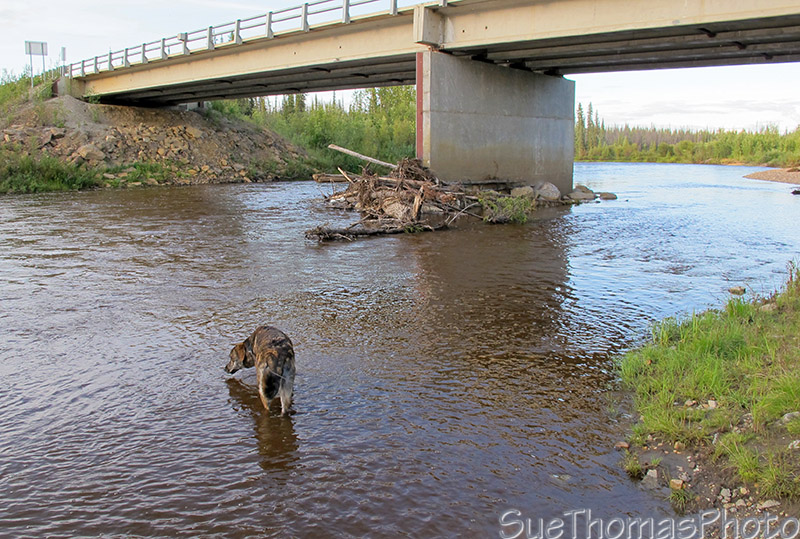 West Fork Dennison River, Taylor Highway, Alaska