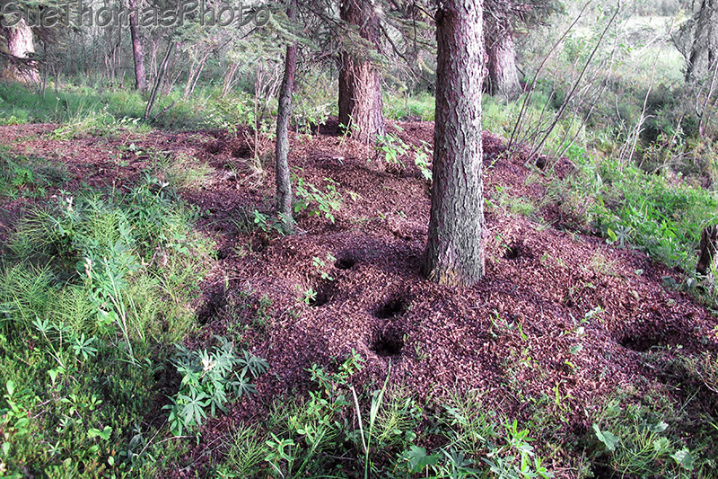 Squirrel Midden, West Fork Campground, Taylor Highway, Alaska