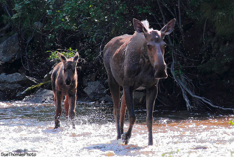 Moose and calf on Taylor Hwy, Alaska