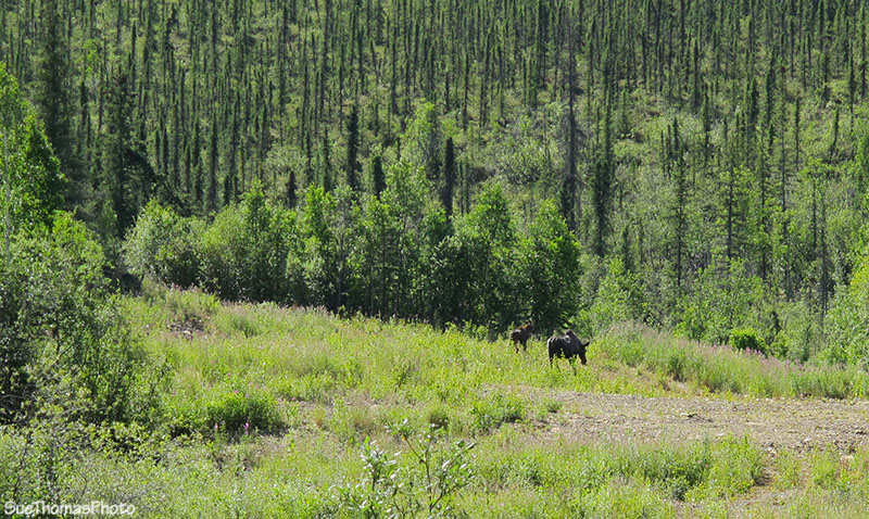 Moose and calf on the Taylor Highway, Alaska