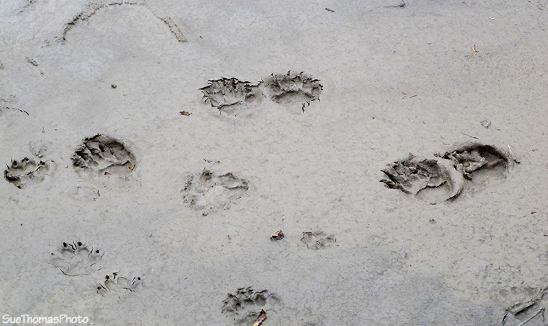 Bear tracks at Forty Mile, Yukon