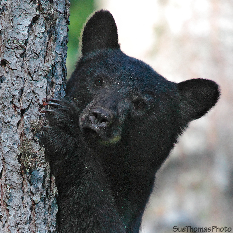 Black Bear Cub up a tree (Ursas Americanus)
