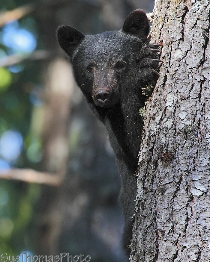 Black Bear Cub up a tree