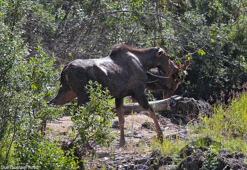 Moose cow along the Taylor Highway