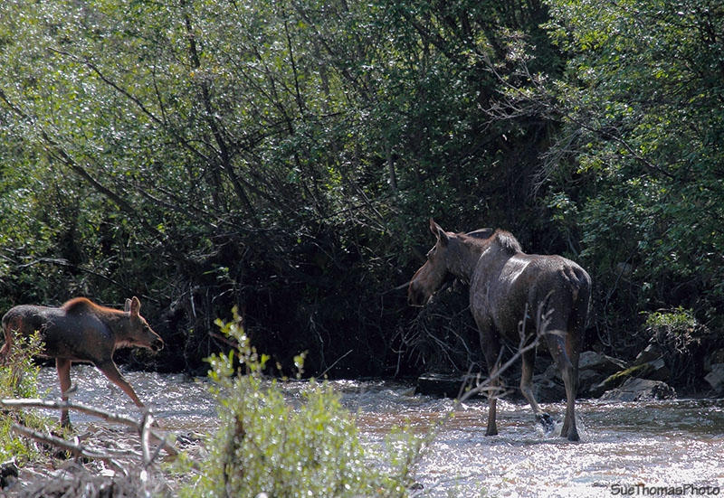 Moose and her calf