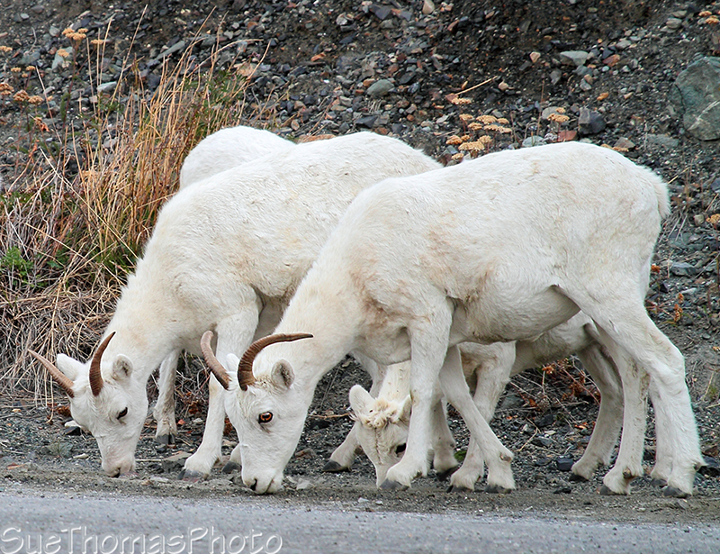 Dall Sheep