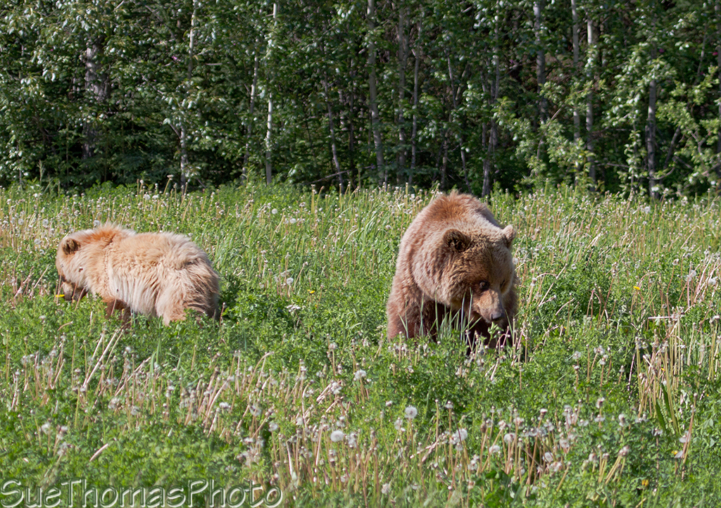 Grizzly sow with two cubs along the Alaska Highway