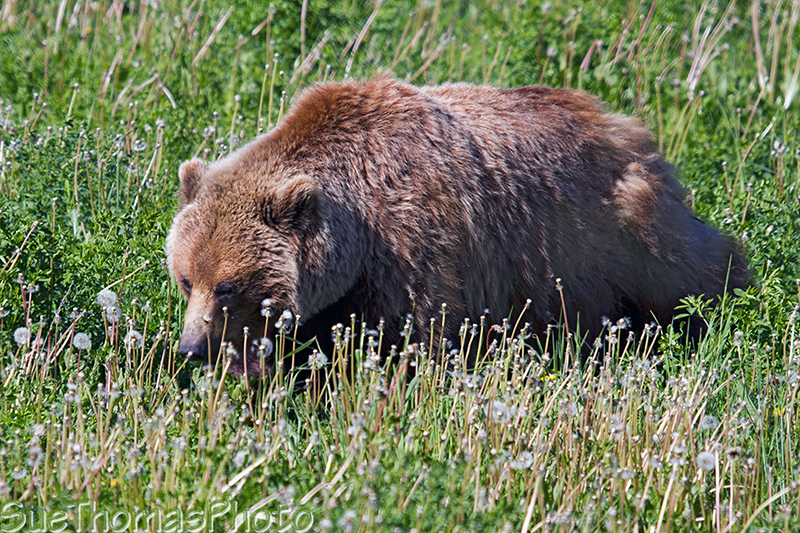 Grizzly alongside the Alaska Highway (Ursus arctos horribilis)