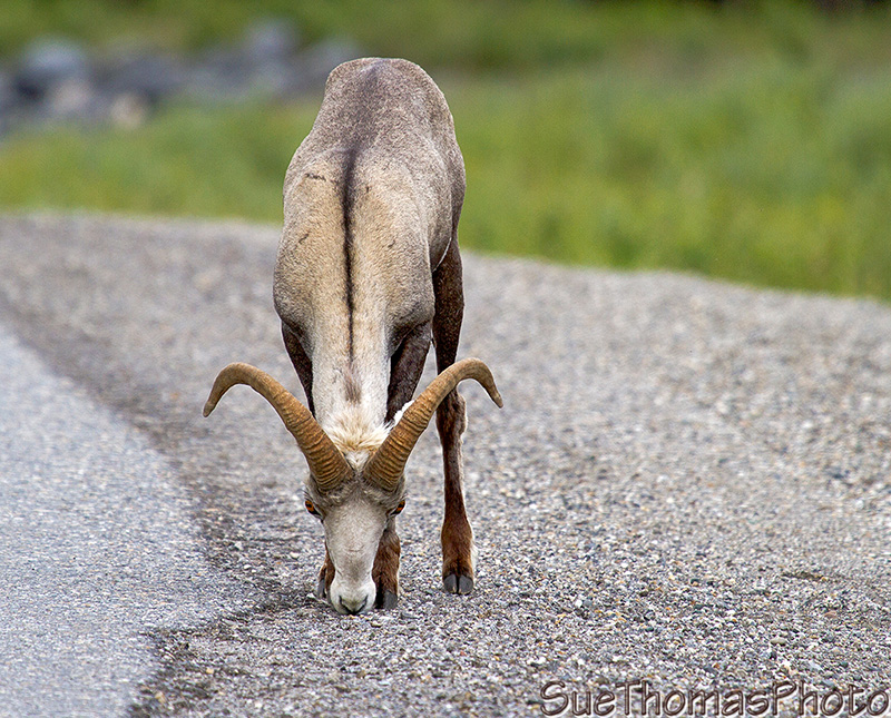 Thinhorn Sheep