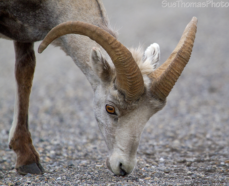 Thinhorn Sheep