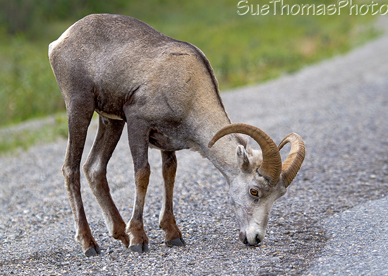Thinhorn sheep