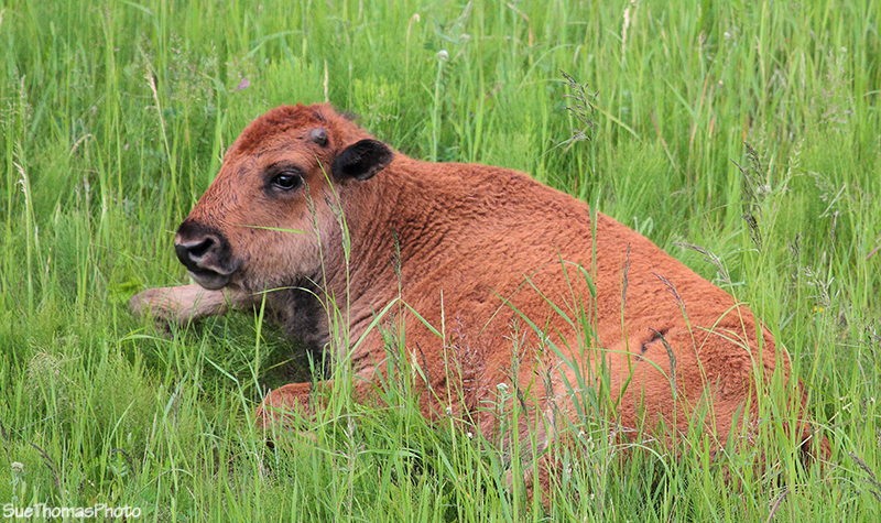 Wood Bison along the Alaska Highway