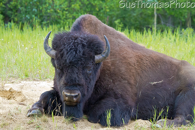 Bison