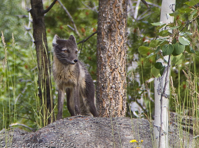 Arctic Fox