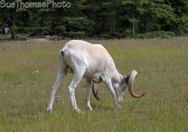 Dall Sheep