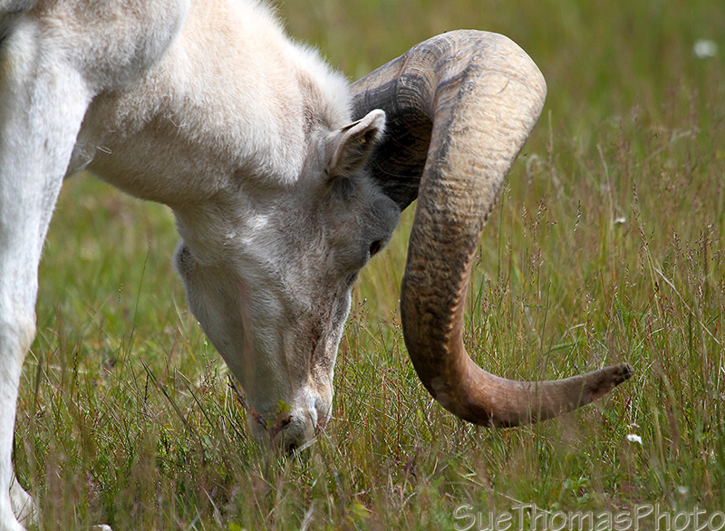 Dall Sheep in Yukon, Canada