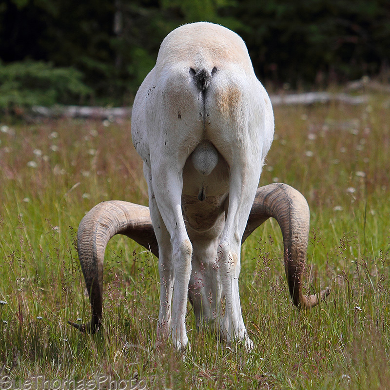 Dall Sheep in Yukon - July 2012