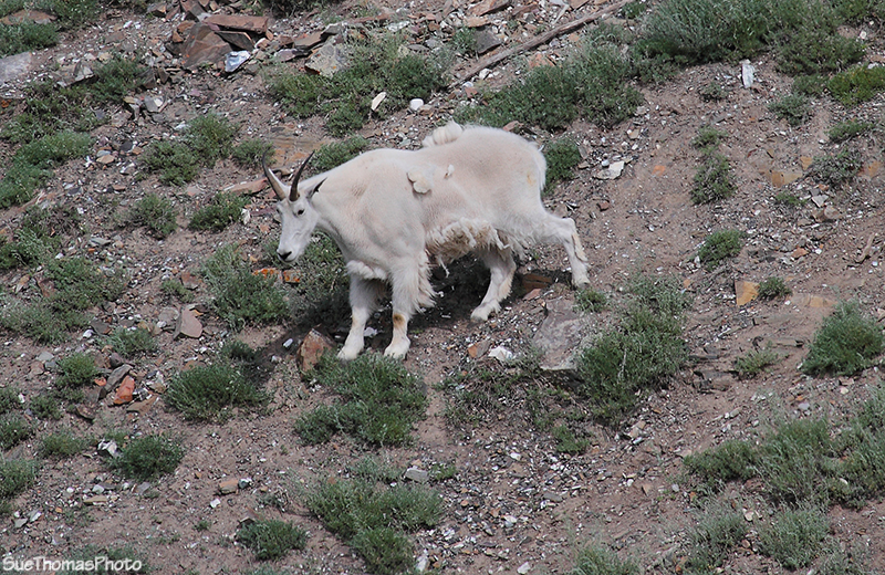 Moutain Goat