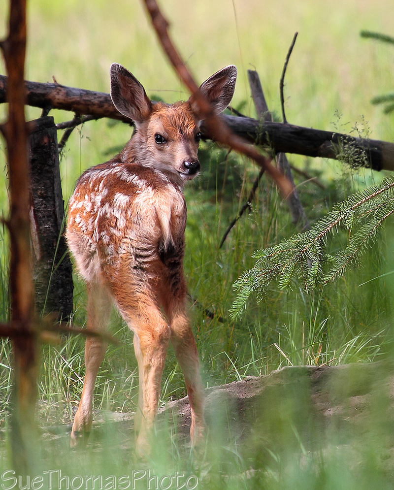 Mule Deer Fawn in Yukon