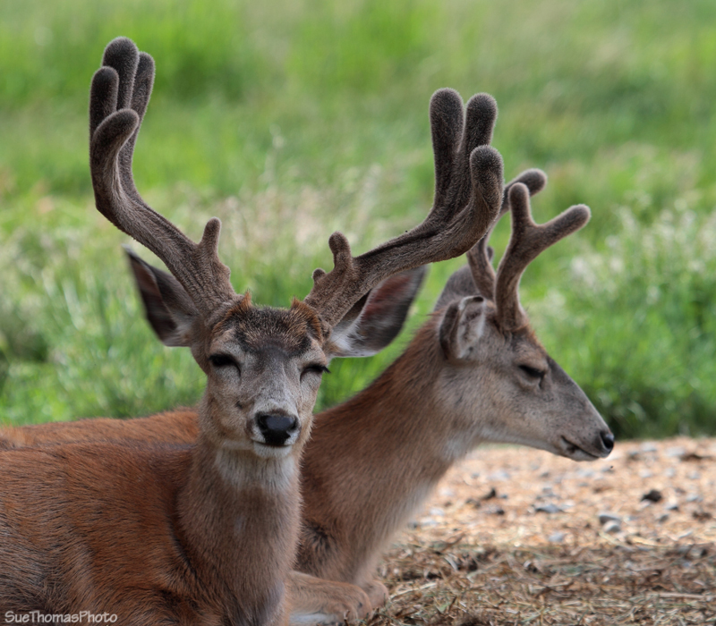 Mule Deer resting