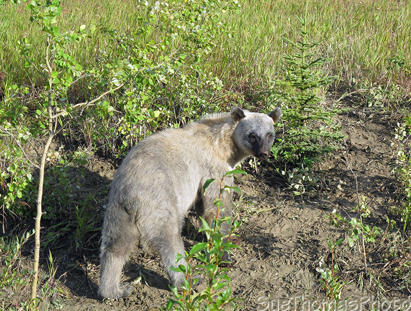 Glacier Bear in Yukon, Canada (Ursus americanus emmonsii)