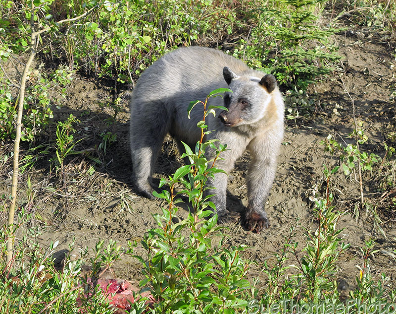 Glacier Bear in the Ibex Valley, Yukon ??