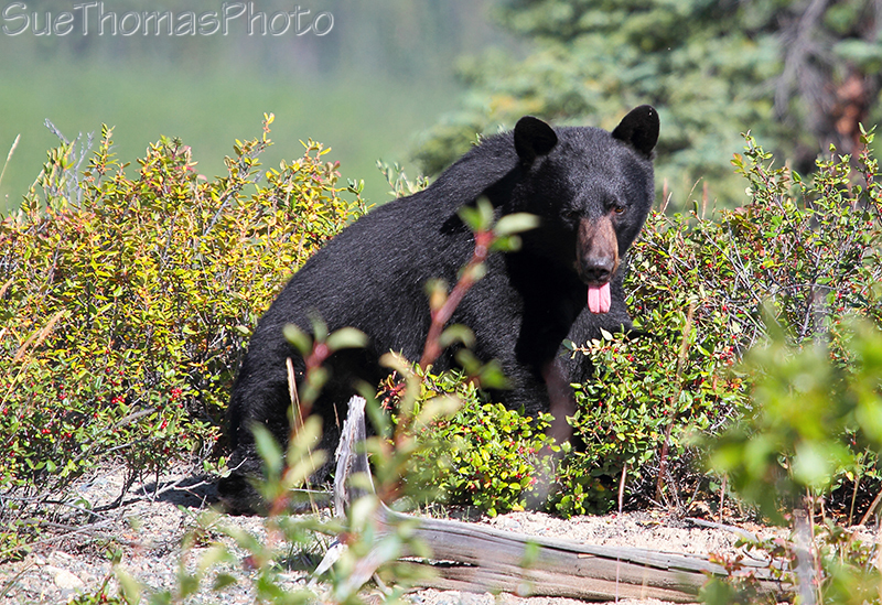 Black Bear in Yukon