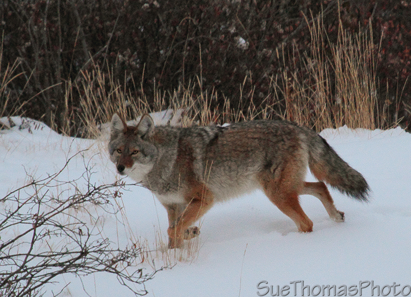 Coyote in Yukon